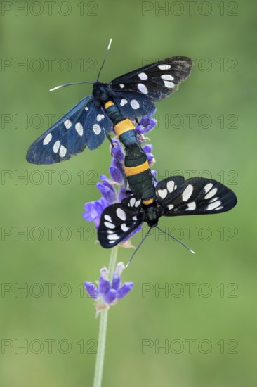 White-spotted violet (Amata phegea), mating, Limbach, Burgenland, Austria