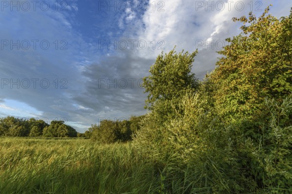 A vibrant landscape with dense green shrubs and trees surrounded by tall grass. The sky is partly cloudy as the late afternoon sunlight casts shadows over the area. Bas rhin, Alsace, Grand Est, France