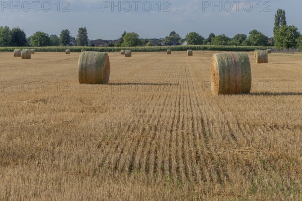 Large round barns are scattered across a golden field, framed by vibrant green trees under a partly cloudy sky as the sun rises in the rural landscape. Bas rhin, Alsace, grand est, France