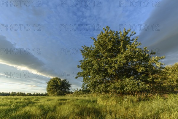 An expansive meadow with tall grass moving gently in the breeze, complemented by scattered trees against a background of vibrant sky. The sunlight creates warm colour tones. Bas rhin, Alsace, Grand Est, France