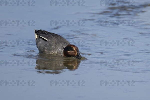 Common teal duck (Anas crecca) adult male bird feeding on mud, England, United Kingdom