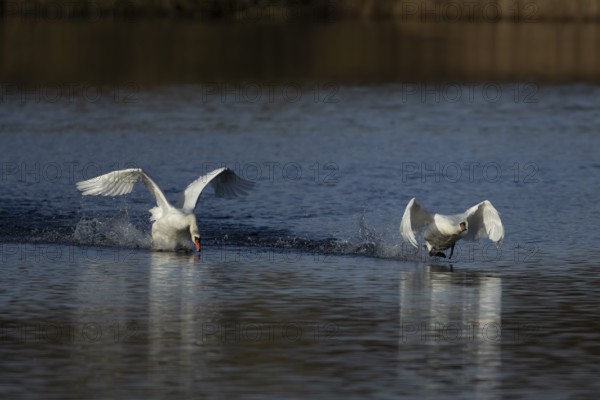 Mute swan (Cygnus olor) two adult birds running on water on a lake one bird being chased by another, England, United Kingdom