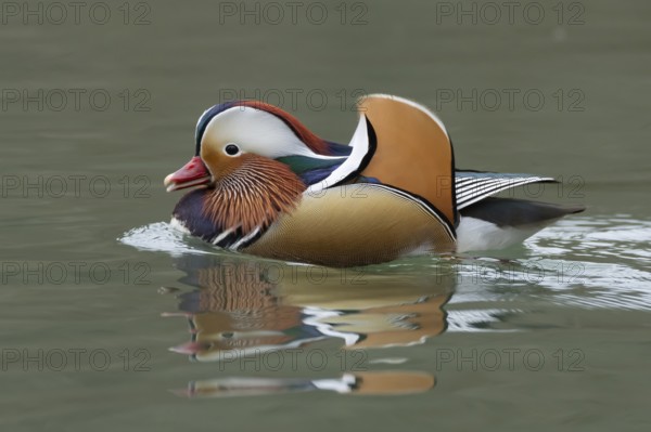 Mandarin duck (Aix galericulata) adult male bird on a lake, England, United Kingdom