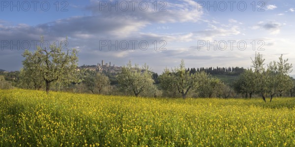 Yellow flowering broom, spring meadow with olive trees, behind San Gimignano, Tuscany, Italy