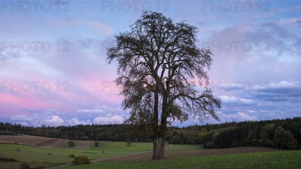 Single pear tree in front of evening sky with coloured clouds. Small Odenwald, Baden-Württemberg, Germany
