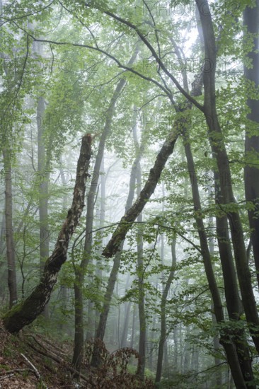 Forest, foggy weather. Broken tree. Small Odenwald, Rhine-Neckar district, Baden-Württemberg, Germany