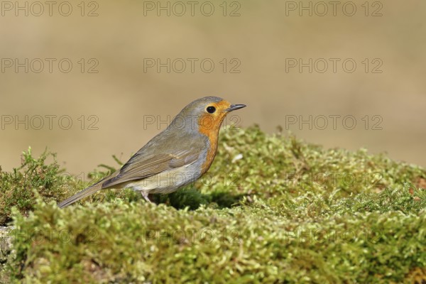 Robin (Erithacus rubecula), on mossy ground in the garden, Wilnsdorf, North Rhine-Westphalia, Germany