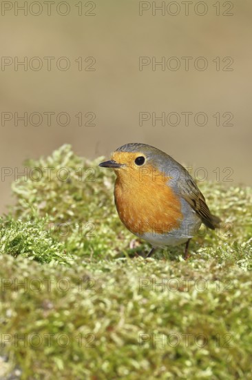 Robin (Erithacus rubecula), on mossy ground in the garden, Wilnsdorf, North Rhine-Westphalia, Germany