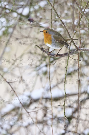 Robin (Erithacus rubecula), on a twig in the branches of a dog rose (Rosa canina), Wilnsdorf, North Rhine-Westphalia, Germany
