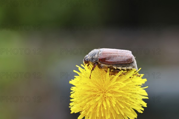 Cockchafer, field cockchafer (Melolontha melolontha), female on a dandelion (Taraxacum) flower, Wilnsdorf, North Rhine-Westphalia, Germany