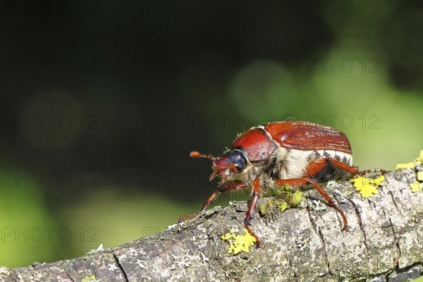 May beetle, wood cockchafer (Melolontha hippocastani), female, on a branch covered with lichen, close-up, Wilnsdorf, North Rhine-Westphalia, Germany
