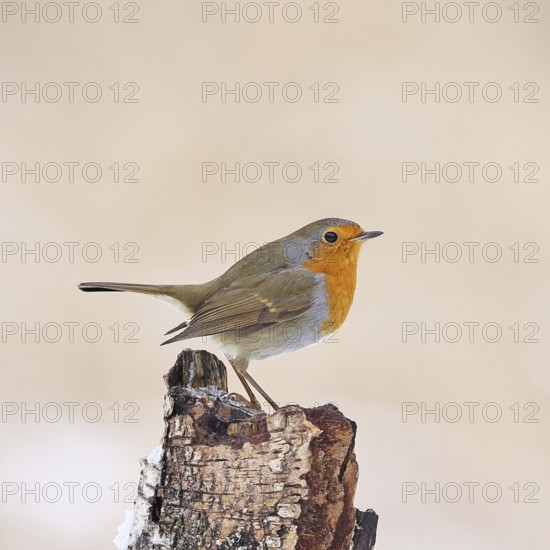 European robin (Erithacus rubecula), on dead wood of a birch tree, Wilnsdorf, North Rhine-Westphalia, Germany
