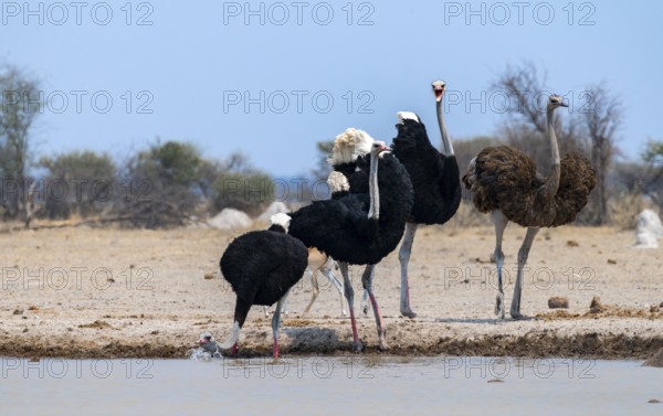 Common ostrich (Struthio camelus), adult female and three males, drinking at a waterhole, Nxai Pan National Park, Botswana