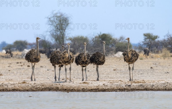 Common ostrich (Struthio camelus), six juveniles, group at waterhole, Nxai Pan National Park, Botswana