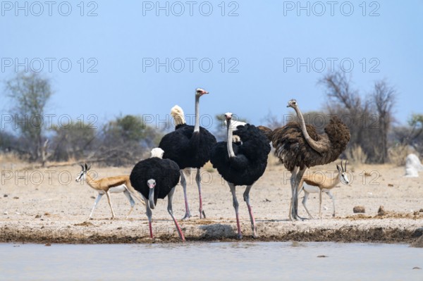 Common ostrich (Struthio camelus), adult female and three males, at the waterhole, Nxai Pan National Park, Botswana