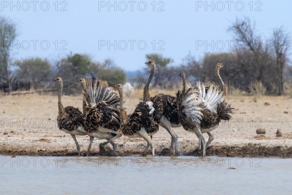 Common ostrich (Struthio camelus), six juveniles, with upturned wings, startled, flight behaviour, at waterhole, Nxai Pan National Park, Botswana