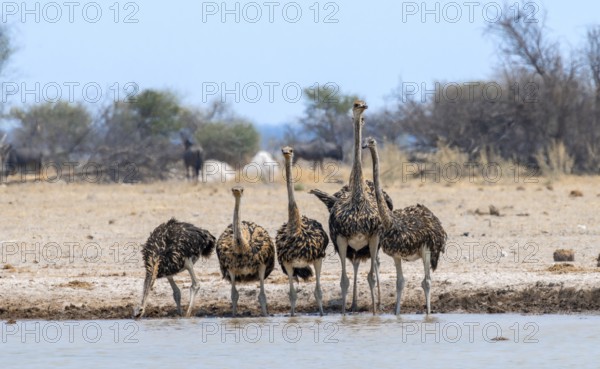 Common ostrich (Struthio camelus), six juveniles, group drinking at a waterhole, Nxai Pan National Park, Botswana