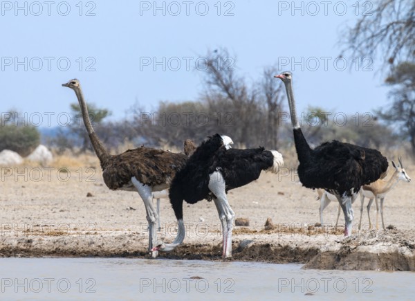 Common ostrich (Struthio camelus), adult female and two males, drinking at a waterhole, Nxai Pan National Park, Botswana