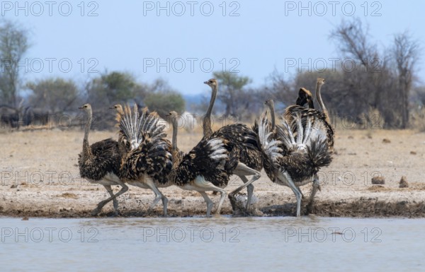 Common ostrich (Struthio camelus), six juveniles, with upturned wings, startled, at waterhole, Nxai Pan National Park, Botswana