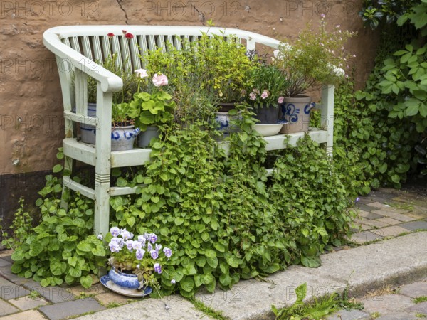 Bench in front of a house wall with flowers and vines, Old Town, Husum, North Frisia, Schleswig-Holstein, Germany