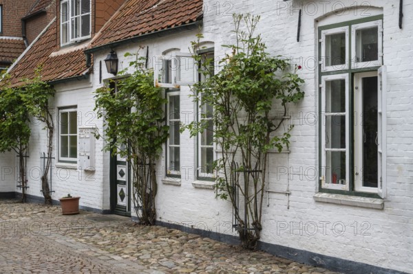 Climbing roses in front of the façade, mullioned window, Old Town, Husum, North Frisia, Schleswig-Holstein, Germany