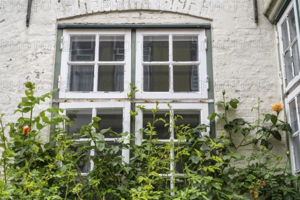 Roses in front of an old window, mullioned window, Old Town, Husum, North Frisia, Schleswig-Holstein, Germany