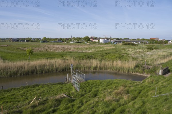 Siel in den Wiesen, Dockkoog, Husum, North Frisia, Schleswig-Holstein, Germany