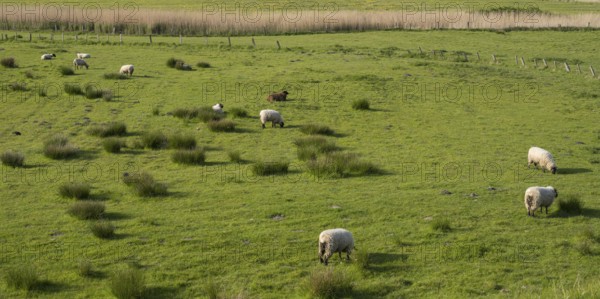 Sheep grazing in the meadows, Dockkoog, Husum, North Frisia, Schleswig-Holstein, Germany
