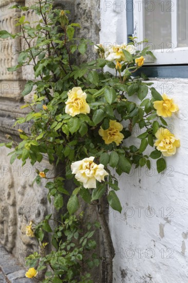 Climbing yellow roses on a house facade, Old Town, Husum, North Frisia, Schleswig-Holstein, Germany