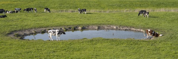 Cows grazing at a watering hole, Dockkoog, Husum, North Frisia, Schleswig-Holstein, Germany