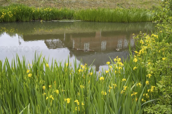Husum Castle, castle in front of Husum, reflection, moat, marsh iris (Iris pseudacorus) on the bank, Husum, North Frisia, Schleswig-Holstein, Germany
