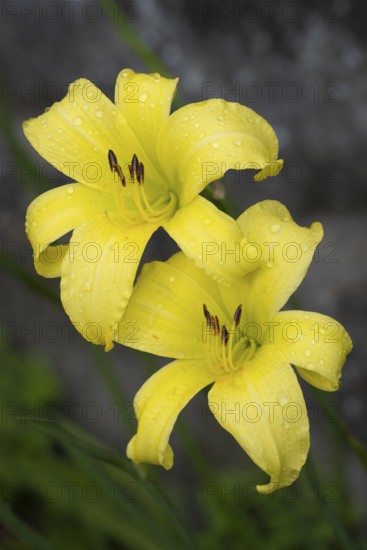 Blüte der Gelben Taglilie (Hemerocallis lilioasphodelus), Nahaufnahme, Makro, Baden-Württemberg, Deutschland
