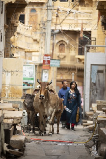 Sacred cows in the old town of Jaisalmer, Rajasthan, India