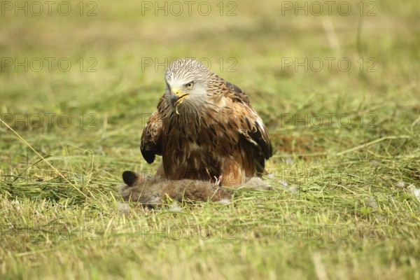 Red kite (Milvus milvus) adult bird on dead young fox (Vulpes vulpes) on freshly mown meadow, Allgäu, Bavaria, Germany, Allgäu, Bavaria, Germany