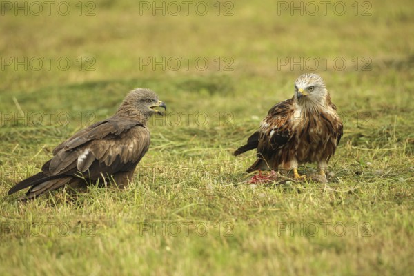 Red kite (Milvus milvus) adult bird at dead young fox (Vulpes vulpes) on freshly mown meadow, fledgling begs parent for food with open beak, Allgäu, Bavaria, Germany, Allgäu, Bavaria, Germany