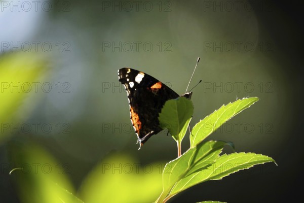 Admiral (Vanessa atalanta), June, Saxony, Germany