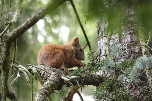 Squirrel, June, Germany