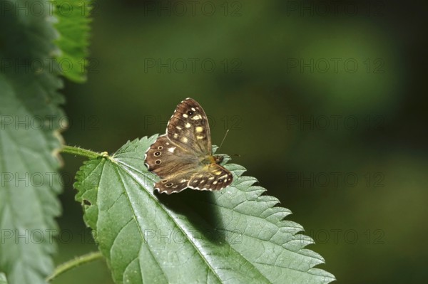Forest board game (Pararge aegeria), July, Saxony, Germany
