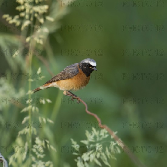 Colourful common redstart (Phoenicurus phoenicurus), adult male in breeding plumage, summer plumage, sitting on a wire in natural green surroundings, rather rare native songbird, threatened by habitat loss, Meerbusch, Rhein-Kreis Neuss, North Rhine-Westphalia, Rhineland, Germany, Western Europe
