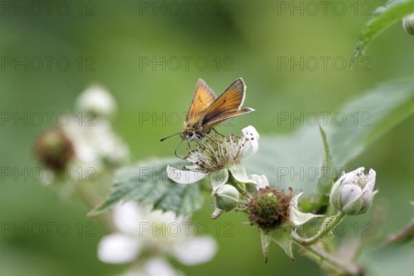 Essex skipper (Thymelicus lineola), brown, flower, nectar
