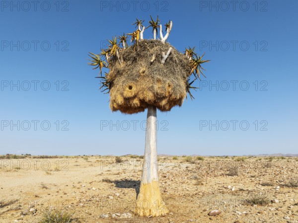 Quiver Tree (Aloidendron dichotomum) with huge nest of Sociable Weavers (Philetairus socius). Low angle aerial view. Drone shot. Gondwana Canyon Park, Namibia