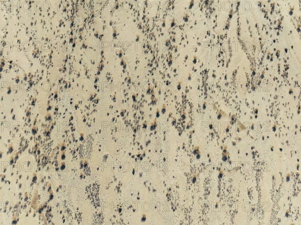 Arid desert plain and dried-up riverbeds with sparse vegetation. Aerial view. Drone shot. Namibia