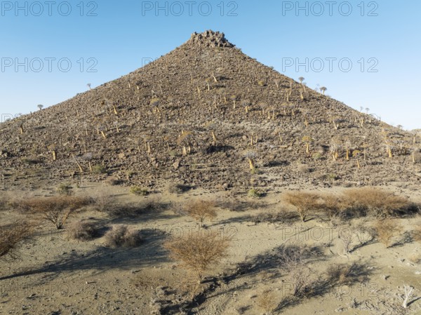 Quiver Tree (Aloidendron dichotomum). At the slope of a conical rock, a so-called Prince Albert formation. Low angle aerial view. Drone shot. Southern Namibia