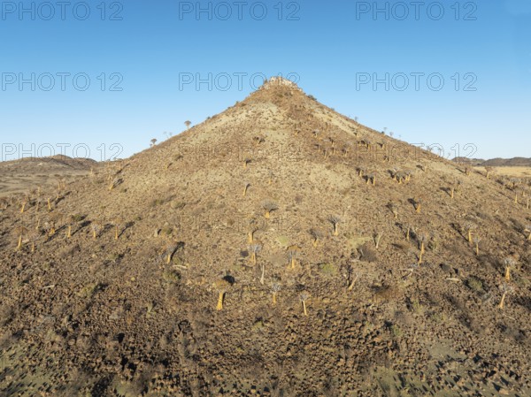 Quiver Tree (Aloidendron dichotomum). At the slope of a conical rock, a so-called Prince Albert formation. Aerial view. Drone shot. Southern Namibia