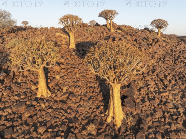 Quiver Tree (Aloidendron dichotomum). Aerial view. Drone shot. Southern Namibia
