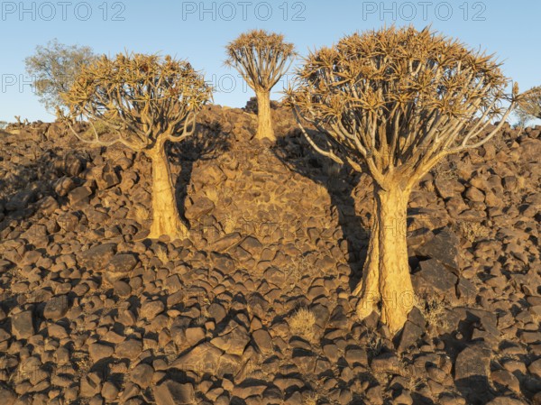 Quiver Tree (Aloidendron dichotomum). Low angle aerial view. Drone shot. Southern Namibia