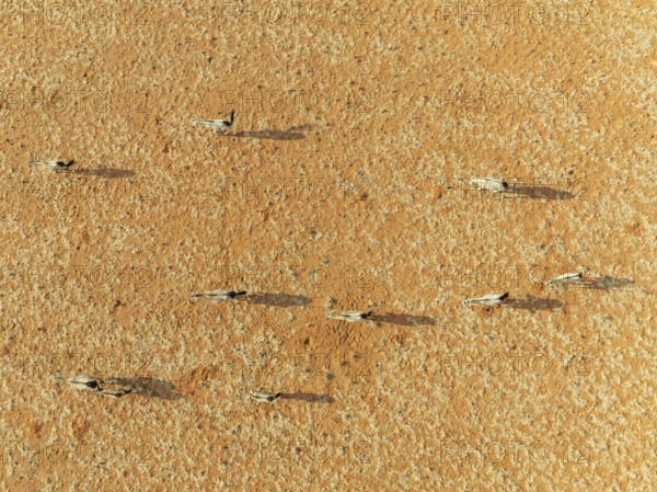 Gemsbok (Oryx gazella). Roaming an arid plain at the edge of the Namib Desert. Aerial view. Drone shot. Namibia
