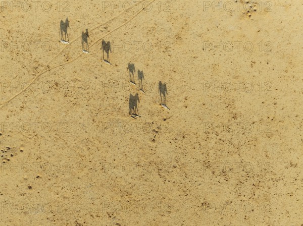 Hartmann's Mountain Zebra (Equus zebra hartmannae). Roaming an arid plain at the edge of the Namib Desert. Aerial view. Drone shot. Namibia