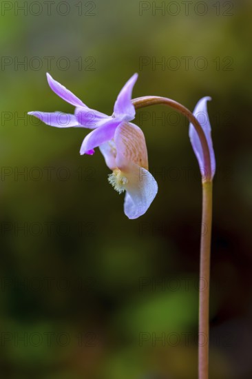 Calypso orchid, fairy slipper, Venus's slipper (Calypso bulbosa, Cypripedium bulbosum) in flower in forest, Sweden, Scandinavia