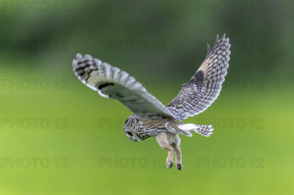 Long-eared owl (Asio otus) in flight over grassland at forest edge, hunting for rodents like mice and voles